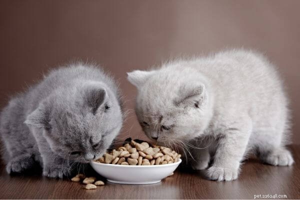 The Ultimate Guide to Your Cat s Ideal Diet: Protein, Portions, and Healthy Feeding