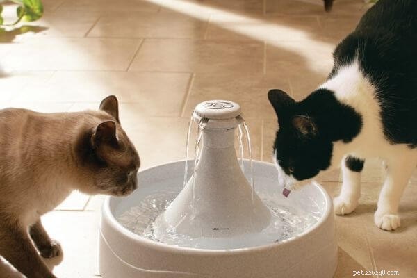 The Ultimate Guide to Your Cat s Ideal Diet: Protein, Portions, and Healthy Feeding