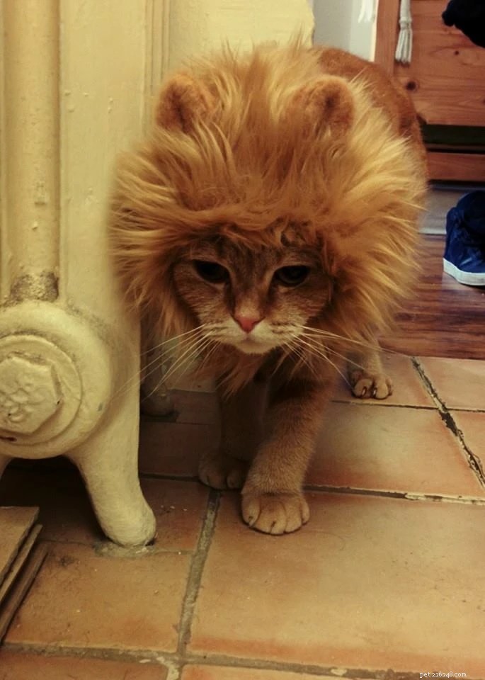 Expert Guide: Feeding Your Cat for Optimal Health