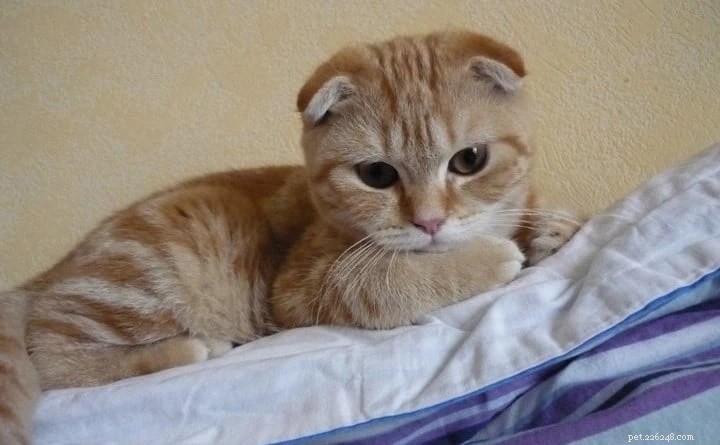 Expert Guide: Feeding Your Cat for Optimal Health