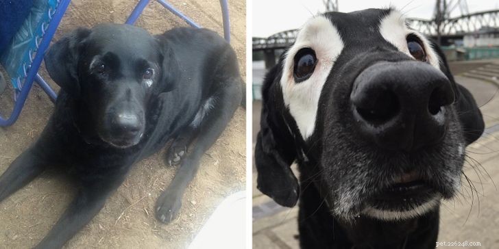 Inspiring Animals That Thrive Despite Vitiligo