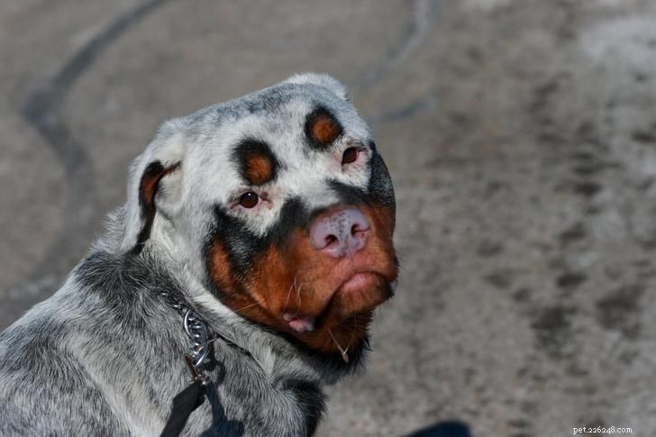 Inspiring Animals That Thrive Despite Vitiligo