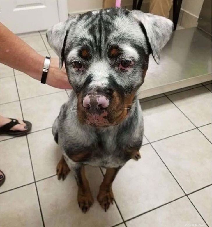 Inspiring Animals That Thrive Despite Vitiligo