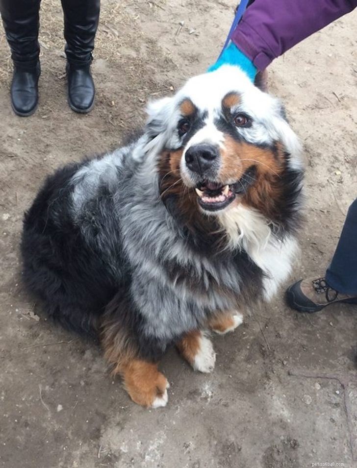 Inspiring Animals That Thrive Despite Vitiligo
