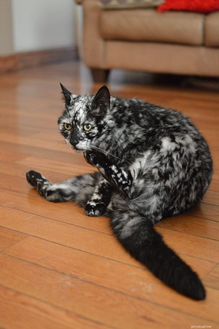 Inspiring Animals That Thrive Despite Vitiligo