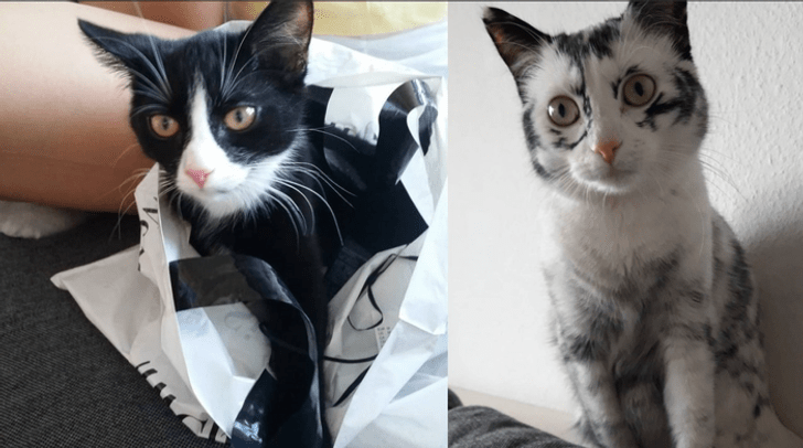 Inspiring Animals That Thrive Despite Vitiligo