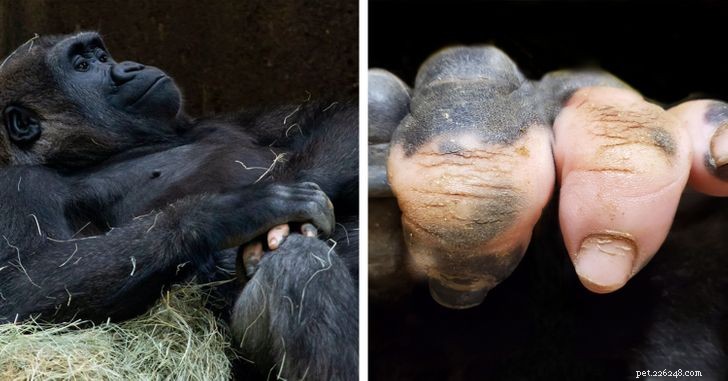 Inspiring Animals That Thrive Despite Vitiligo