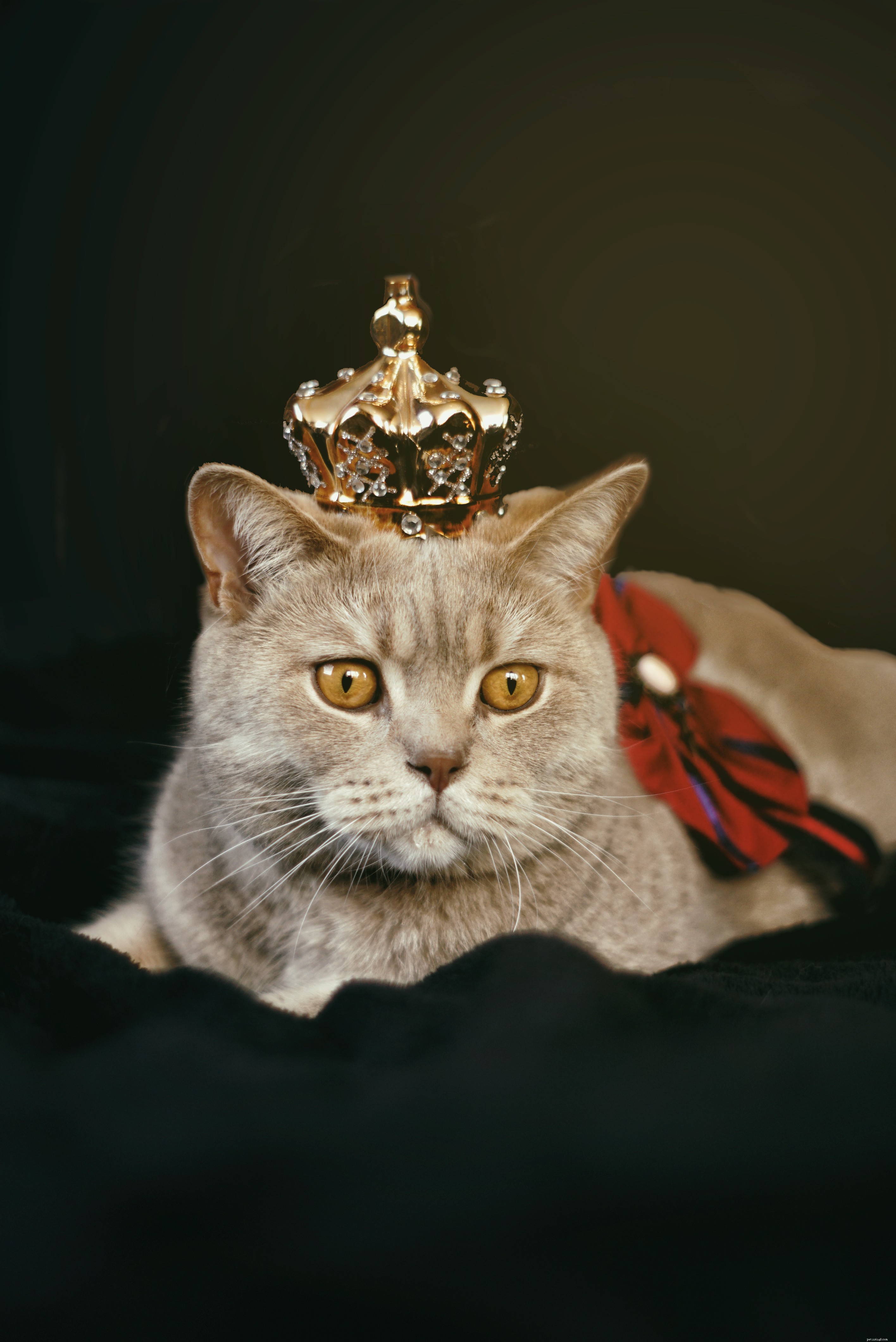 75 Distinctive Cat Names to Give Your Feline a Truly Unique Identity
