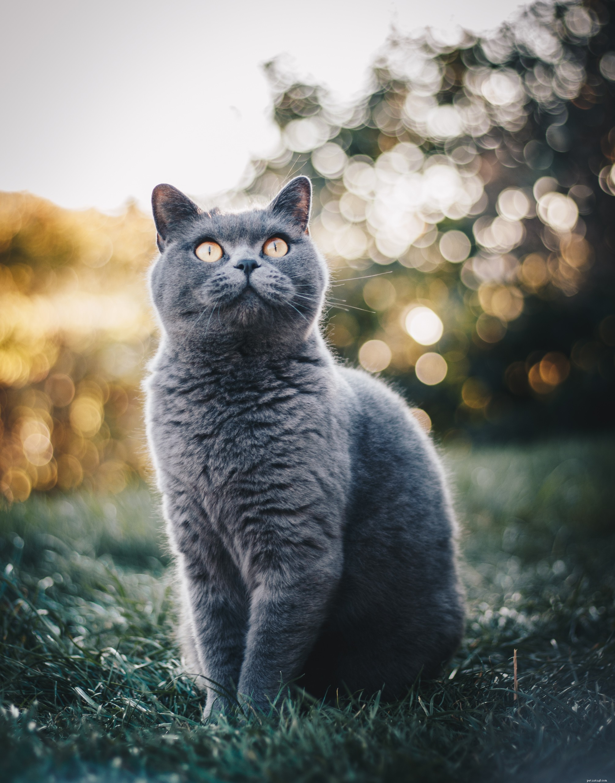 75 Distinctive Cat Names to Give Your Feline a Truly Unique Identity