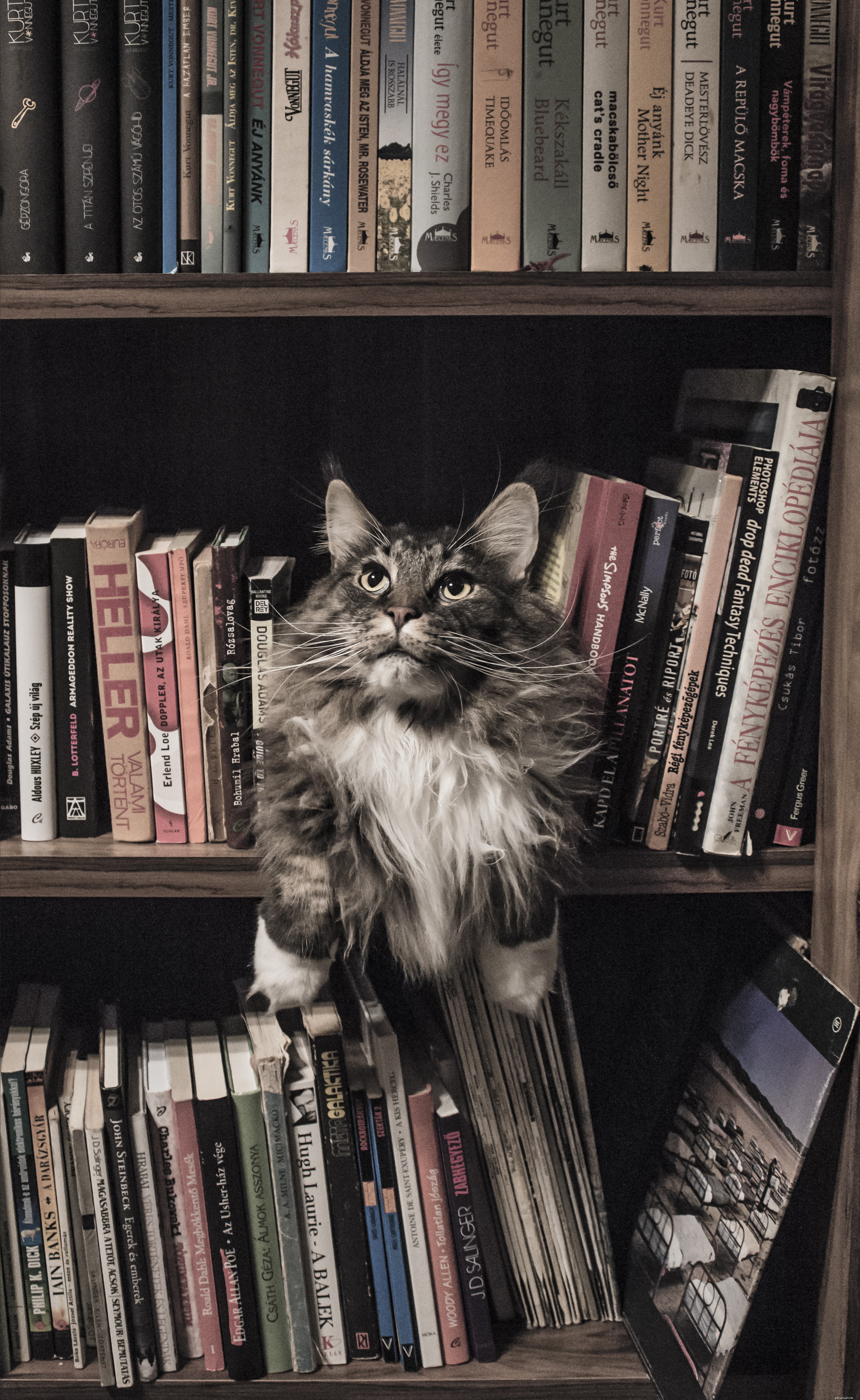 75 Distinctive Cat Names to Give Your Feline a Truly Unique Identity