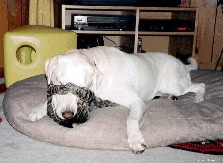 Unexpected Bonds: How Cats and Dogs Show Remarkable Affection – Part II