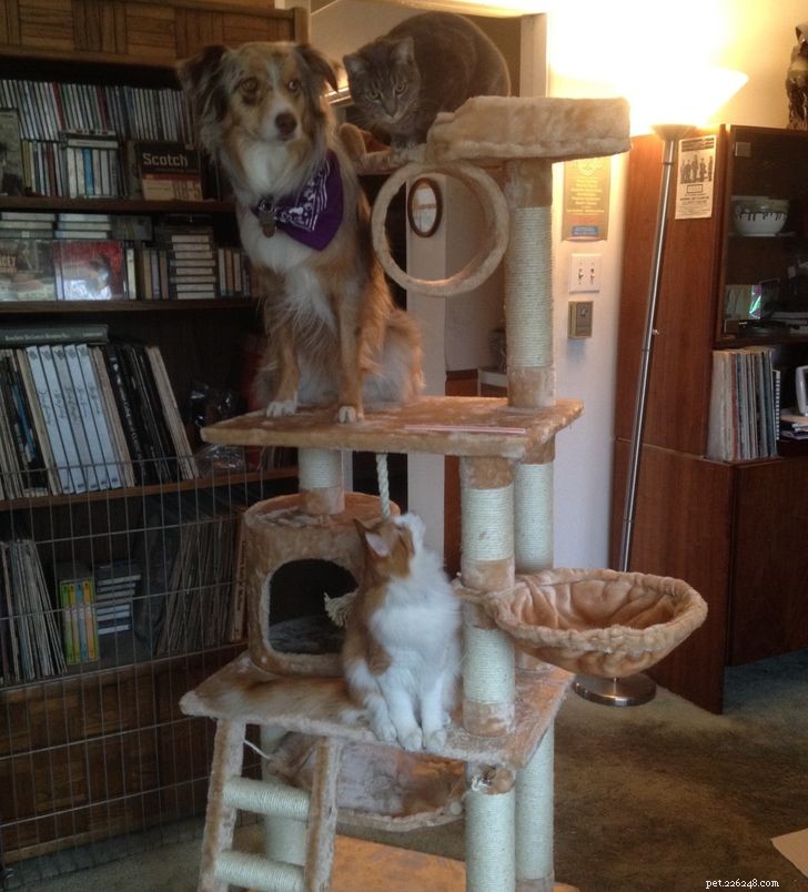 Unexpected Bonds: How Cats and Dogs Show Remarkable Affection – Part II