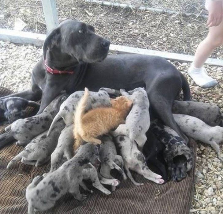 Unexpected Bonds: How Cats and Dogs Show Remarkable Affection – Part II