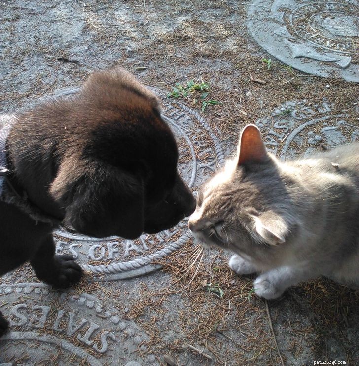 Unexpected Bonds: How Cats and Dogs Show Remarkable Affection – Part II