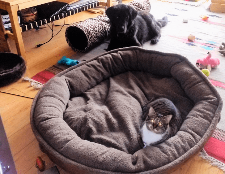 Unexpected Bonds: How Cats and Dogs Show Remarkable Affection – Part II