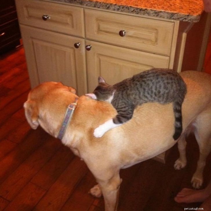 Unexpected Bonds: How Cats and Dogs Show Remarkable Affection – Part II
