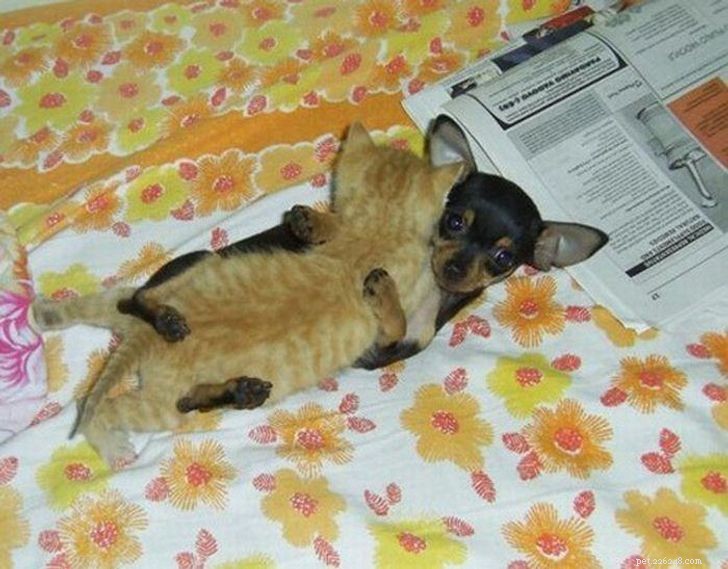 Unexpected Bonds: How Cats and Dogs Show Remarkable Affection – Part II