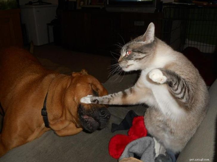 Unexpected Bonds: How Cats and Dogs Show Remarkable Affection – Part II