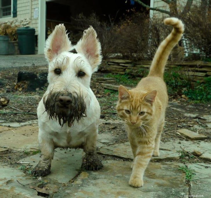 Unexpected Bonds: How Cats and Dogs Show Remarkable Affection – Part II