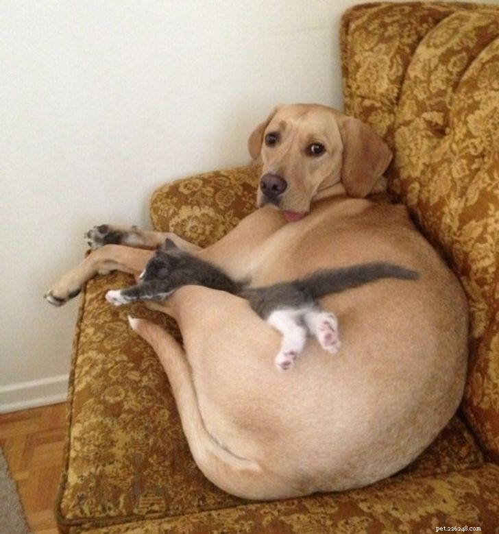 Unexpected Bonds: How Cats and Dogs Show Remarkable Affection – Part II