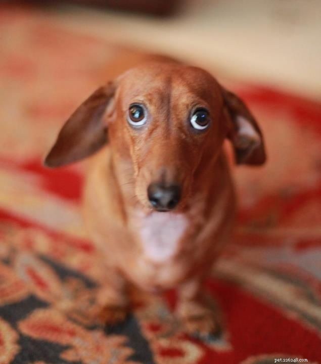 The Heartfelt Apologies of Dogs That Calm Your Anger