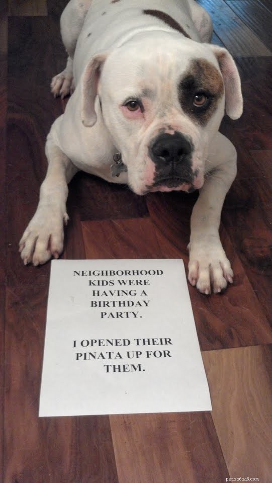 The Heartfelt Apologies of Dogs That Calm Your Anger