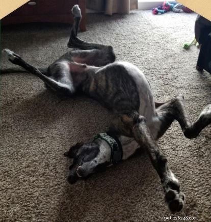 Decoding Your Dog’s Body Language: What Every Posture Reveals