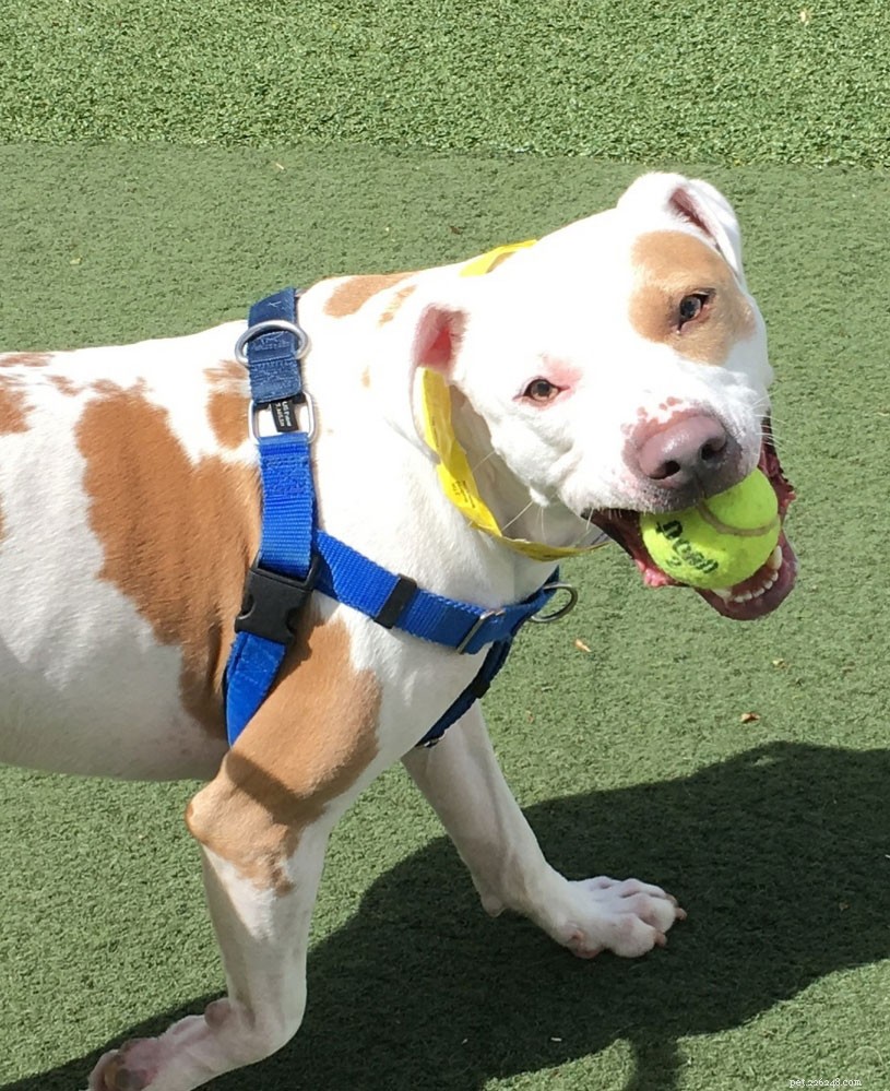 Decoding Your Dog’s Body Language: What Every Posture Reveals