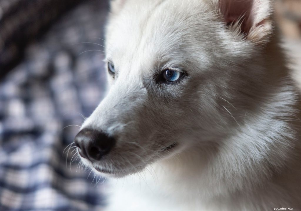14 Indigenous Dog Breeds Native to India