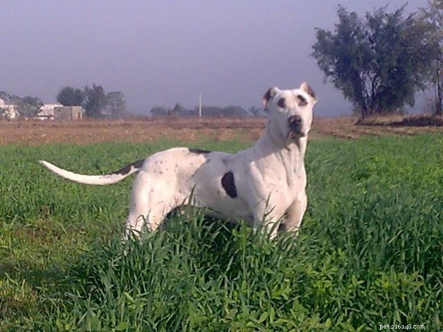 14 Indigenous Dog Breeds Native to India