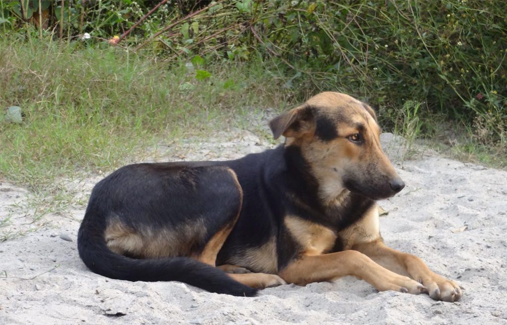 14 Indigenous Dog Breeds Native to India