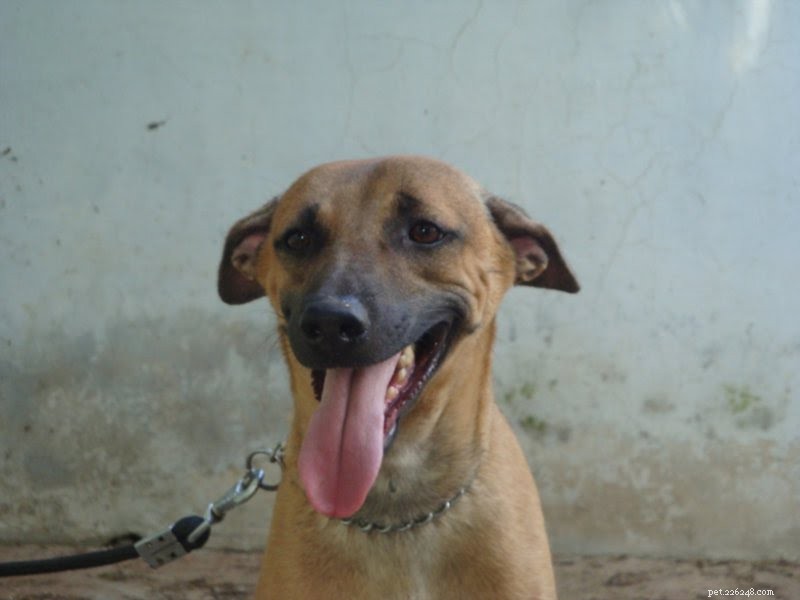14 Indigenous Dog Breeds Native to India