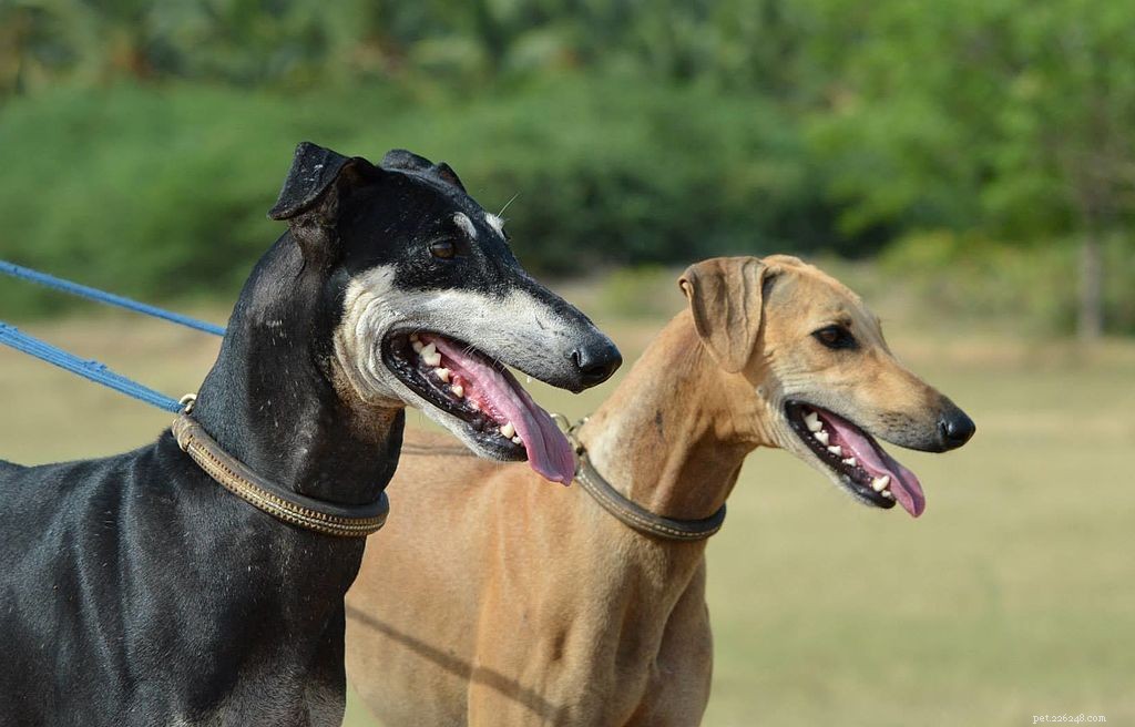 14 Indigenous Dog Breeds Native to India