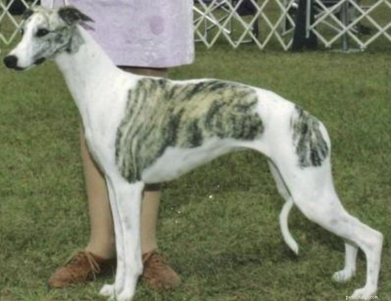 14 Indigenous Dog Breeds Native to India