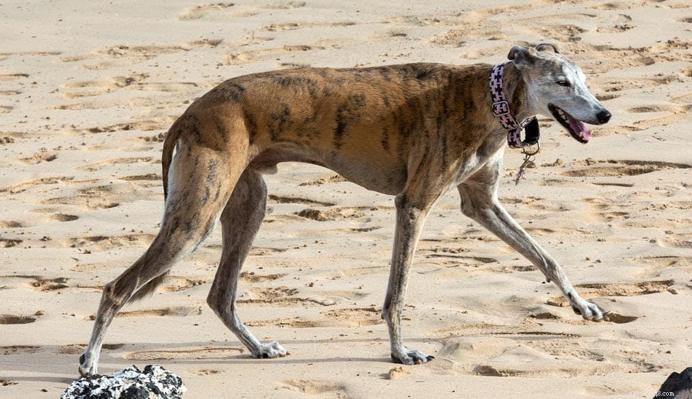 14 Indigenous Dog Breeds Native to India