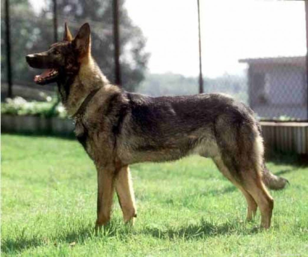 14 Indigenous Dog Breeds Native to India