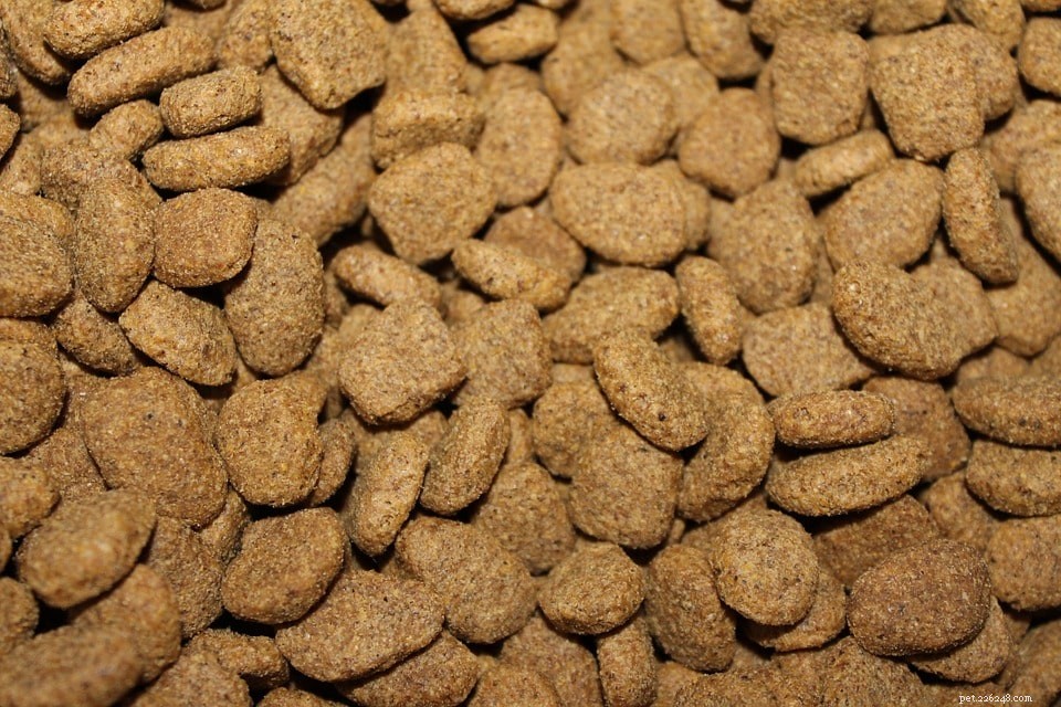 The 5 Essential Dog Food Types Every Owner Should Know