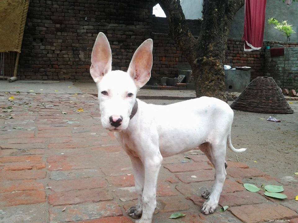 14 Indigenous Dog Breeds Native to India