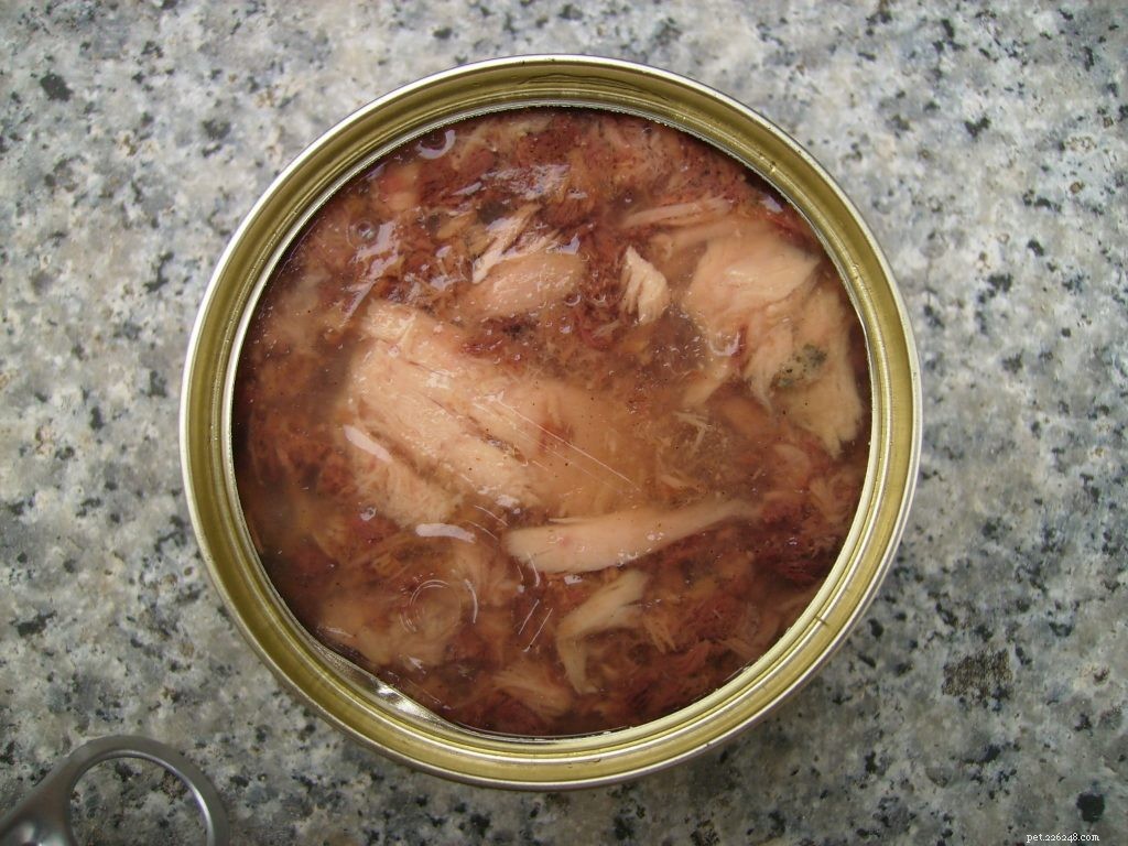 The 5 Essential Dog Food Types Every Owner Should Know