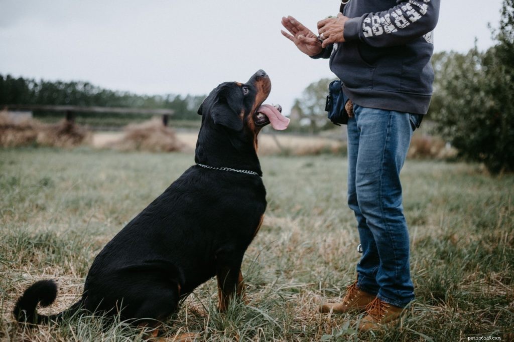 8 Proven Steps to Train Your Dog for a Disciplined, Loving Companion