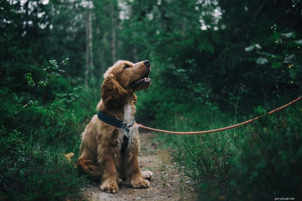 8 Proven Steps to Train Your Dog for a Disciplined, Loving Companion