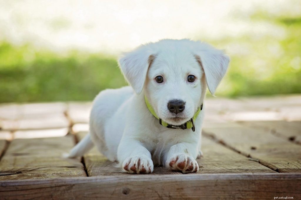 8 Proven Steps to Train Your Dog for a Disciplined, Loving Companion
