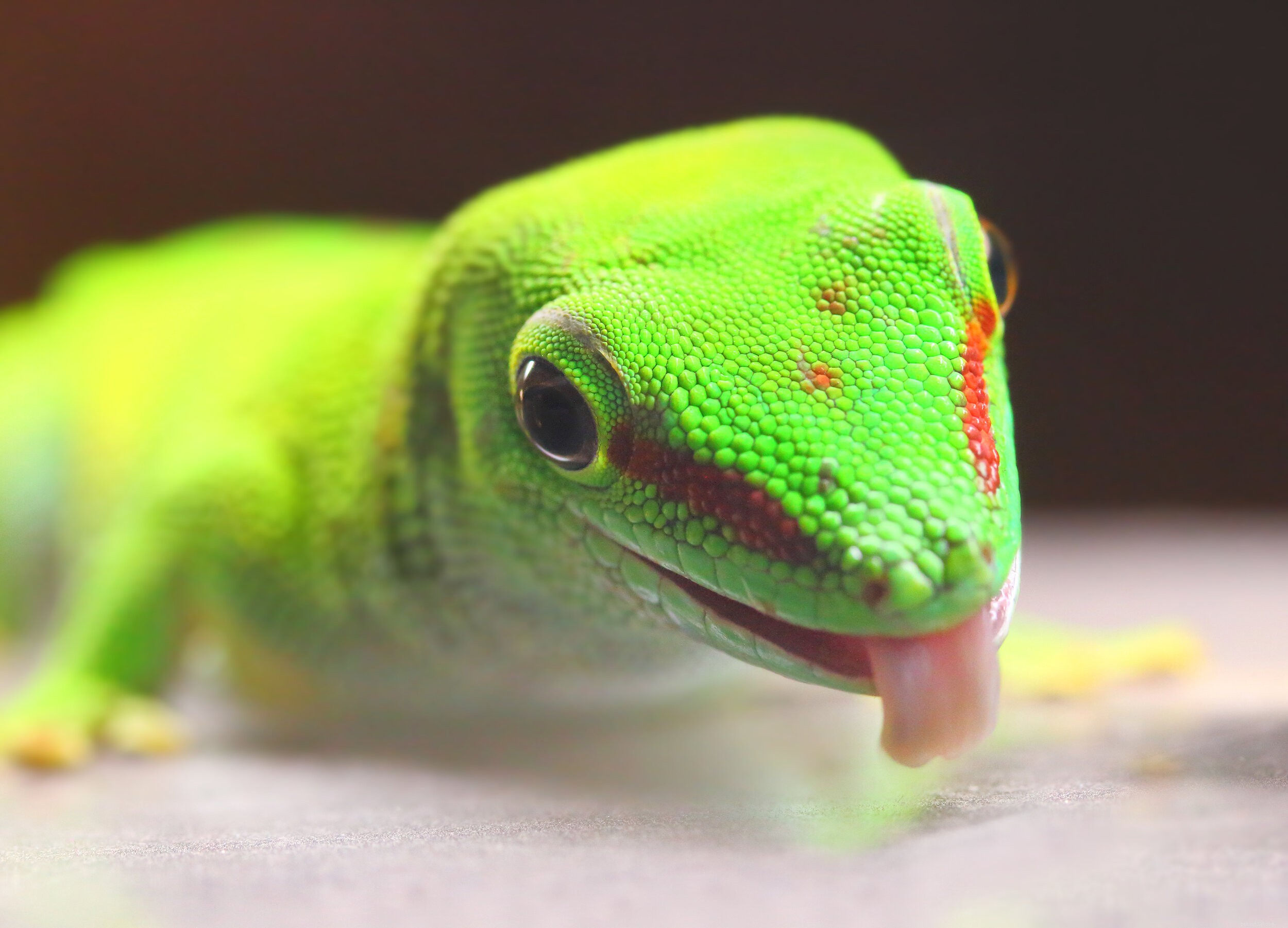 Choosing the Perfect Gecko: A Guide to Matching Species with Your Lifestyle