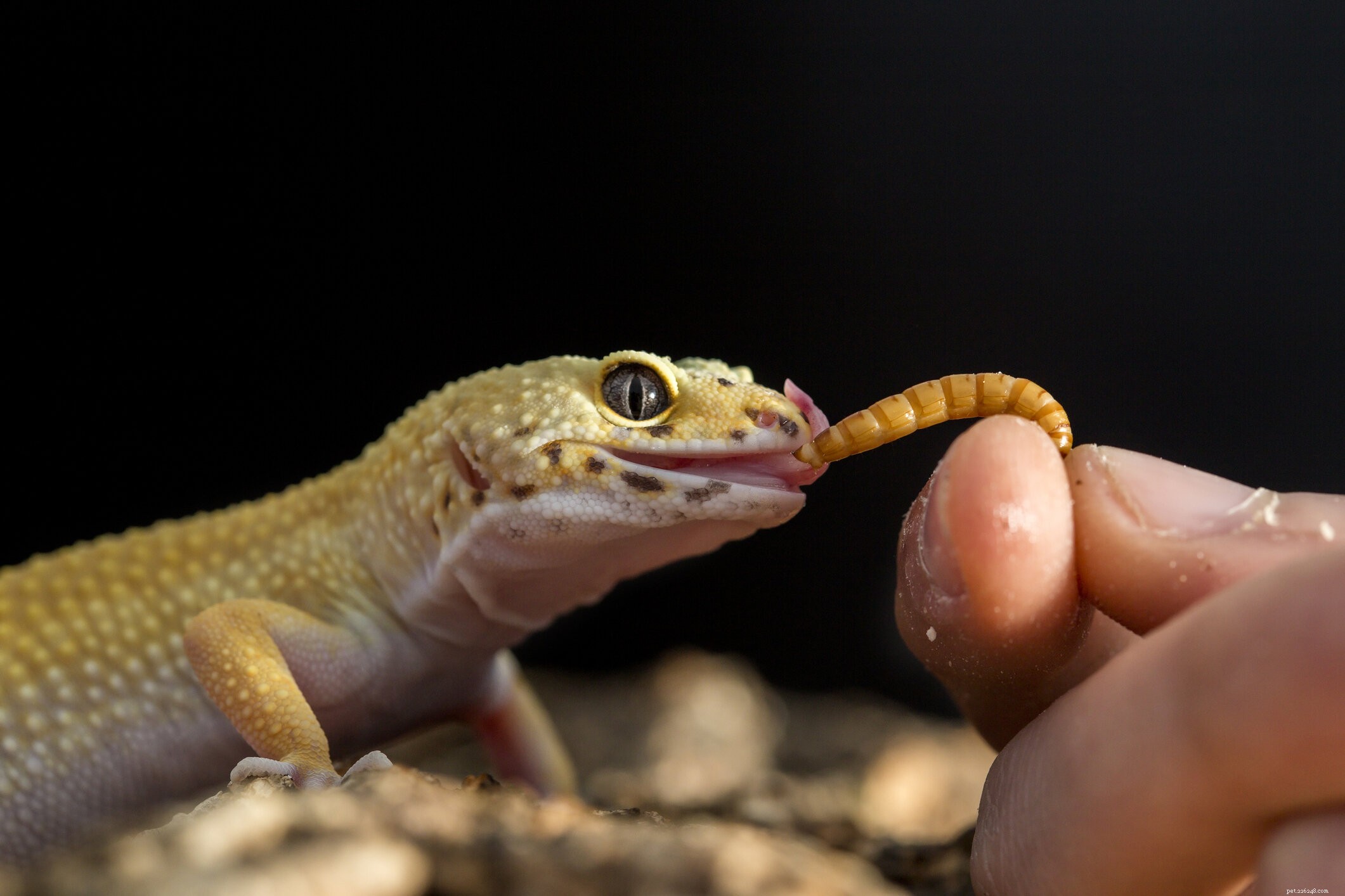 Choosing the Perfect Gecko: A Guide to Matching Species with Your Lifestyle