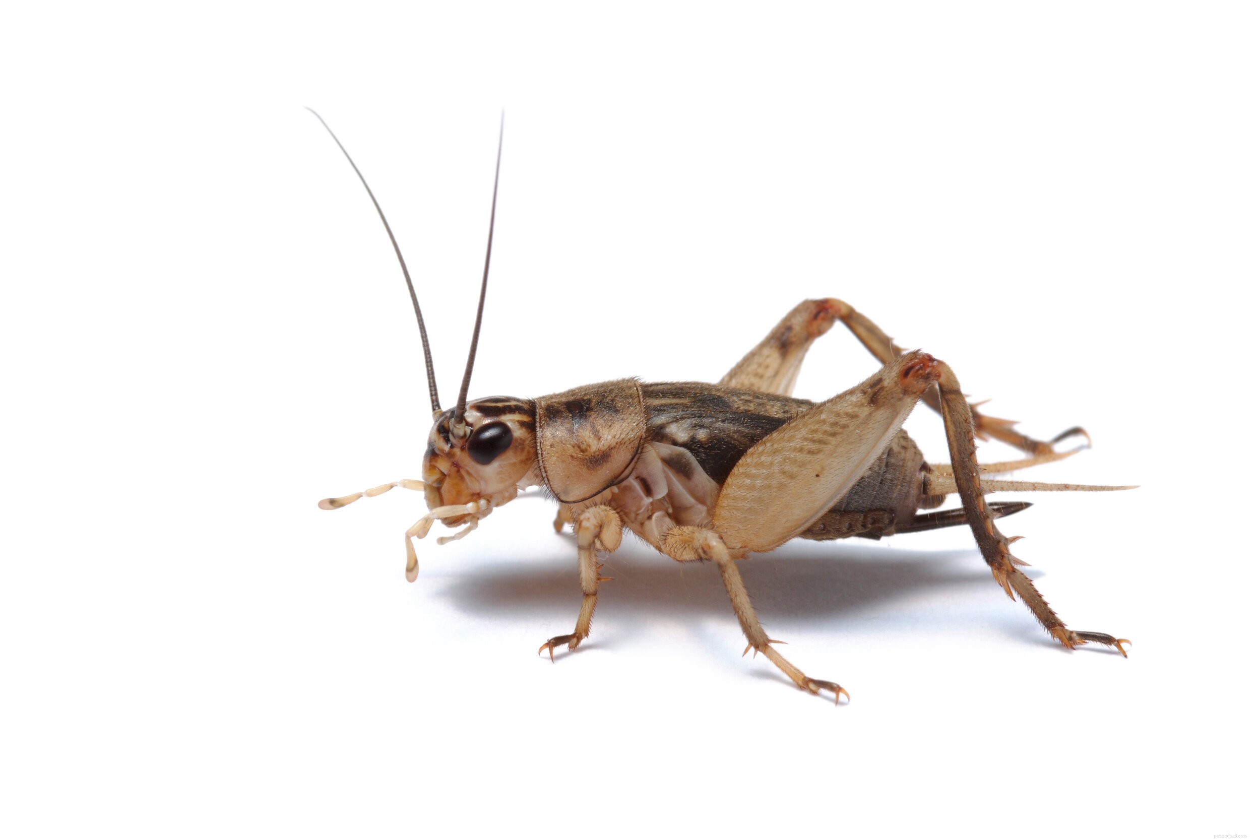Mastering Cricket Care: A Comprehensive Guide for Reptile Keepers