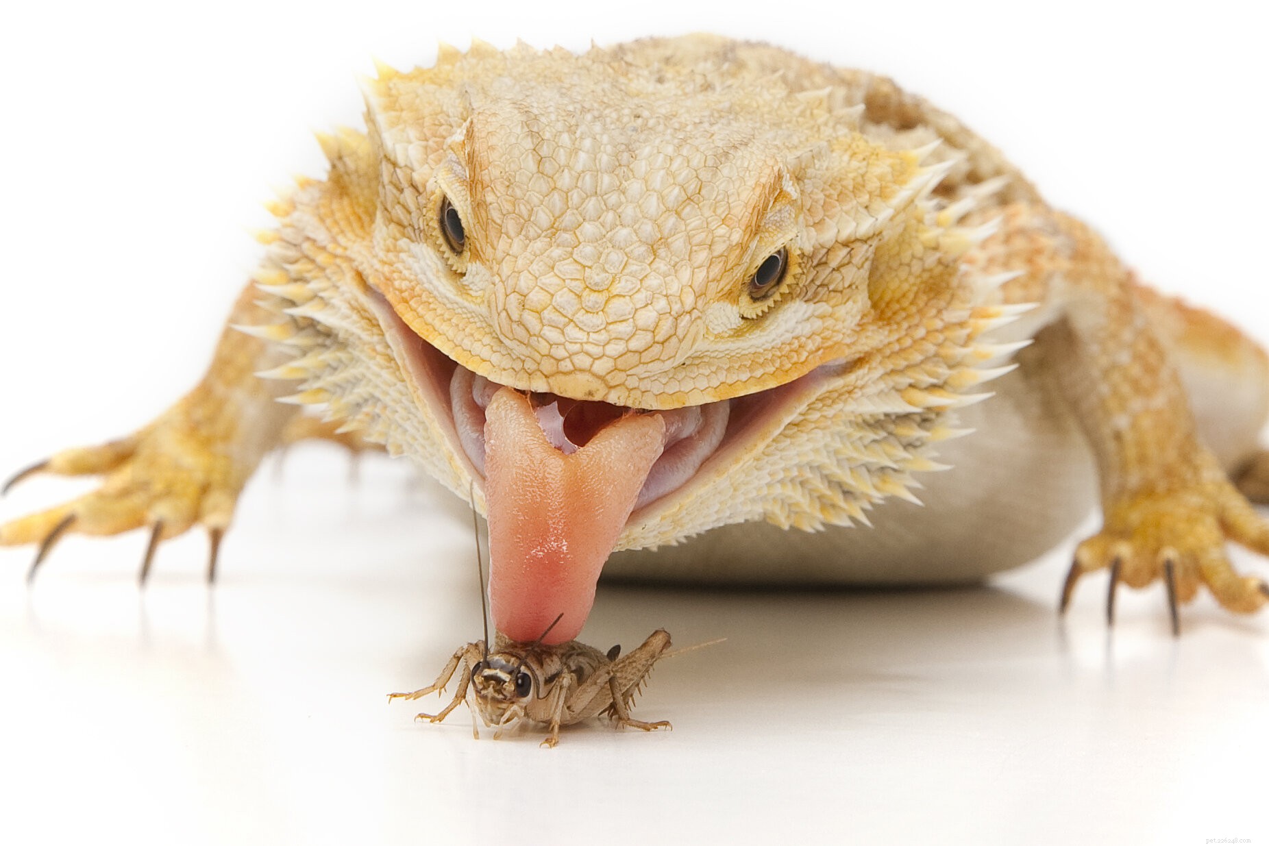 Mastering Cricket Care: A Comprehensive Guide for Reptile Keepers