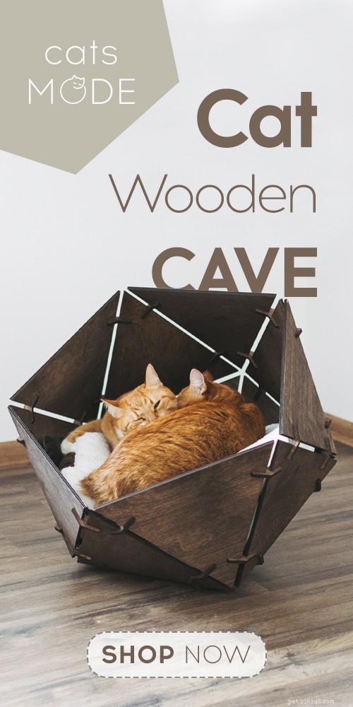 Essential Maine Coon Care: 5 Proven Tips for Optimal Health