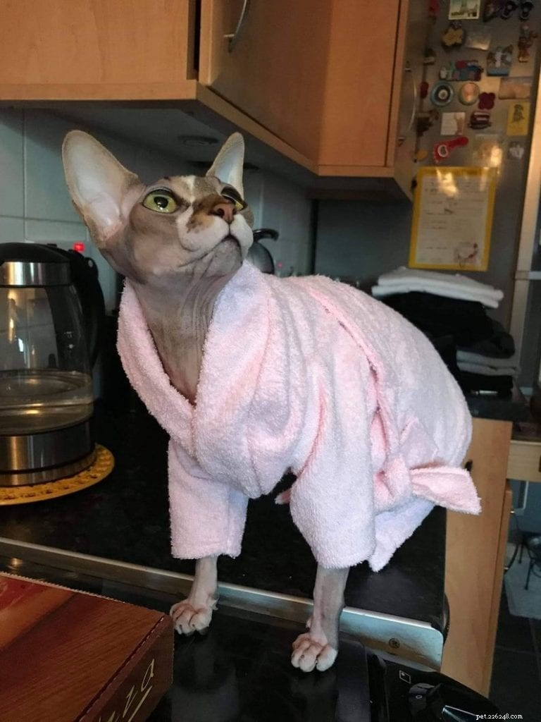 8 Must-Have Etsy Gifts for Sphynx Cat Enthusiasts