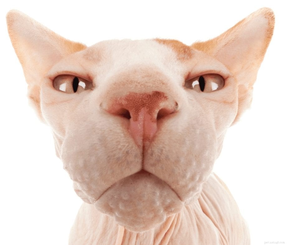 8 Must-Have Etsy Gifts for Sphynx Cat Enthusiasts