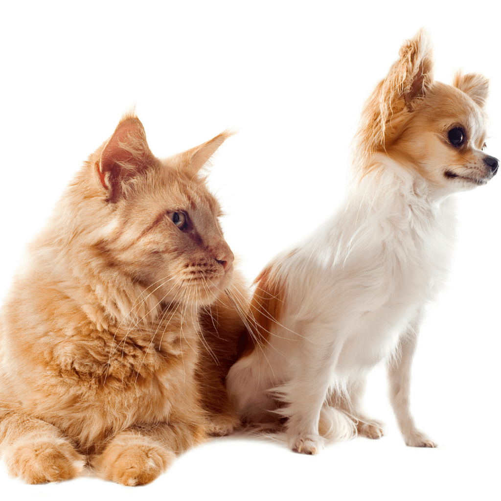Can Maine Coon Cats Play Fetch? Uncover Their Playful Side